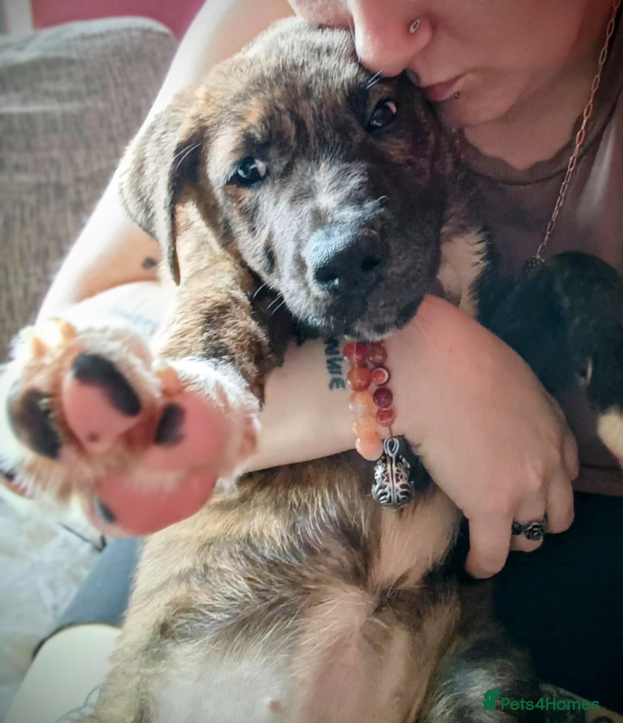 Mixed Breed dogs Akita x pup needing new home - Advert 1