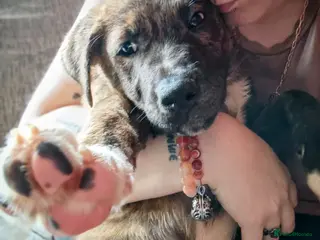 Mixed Breed dogs Akita x pup needing new home - Advert 1