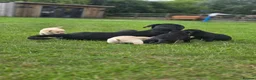 Labrador Retriever dogs for sale: Two beautiful labrador pups available  in York - Advert 7