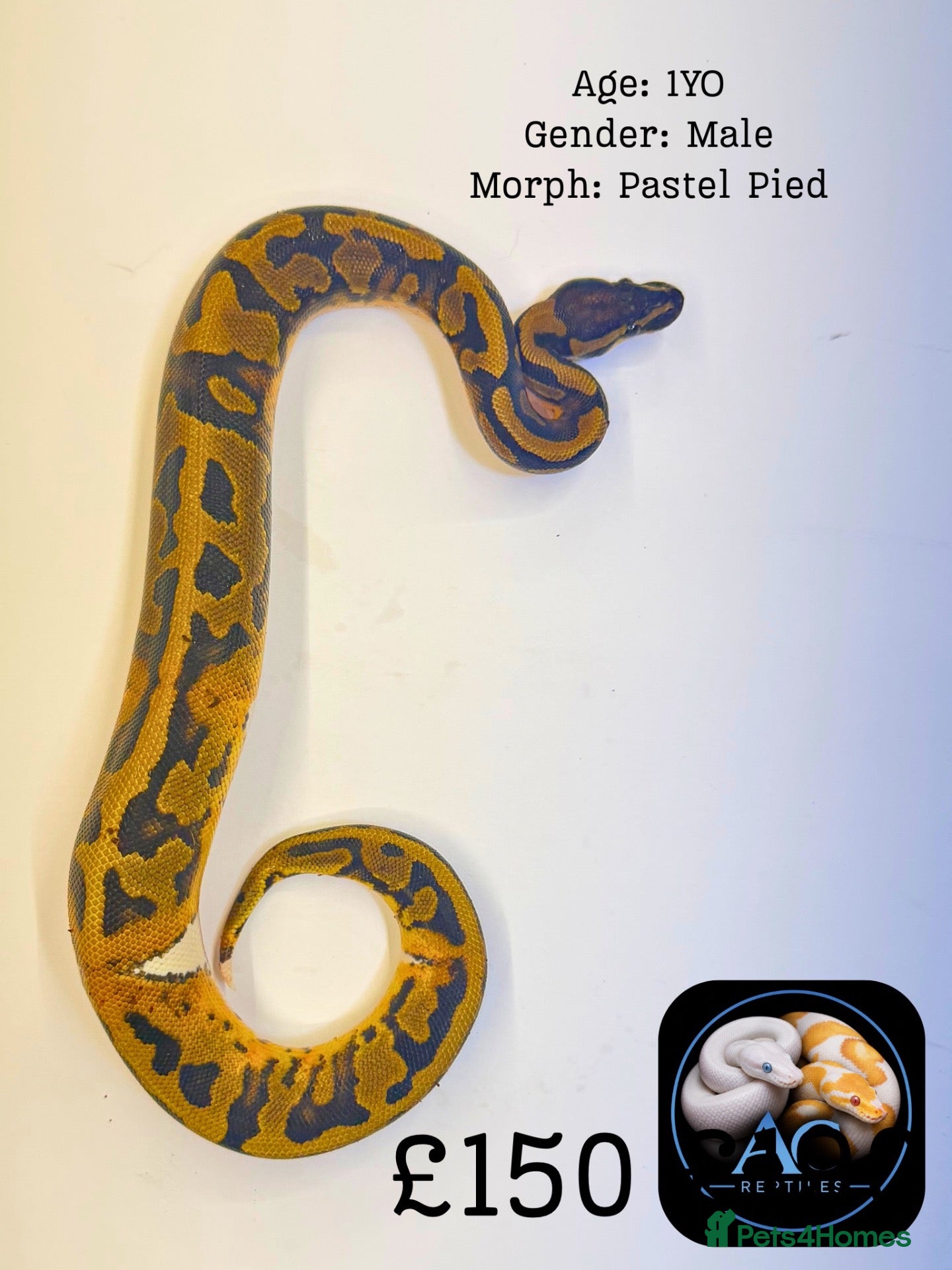 Python Snake reptiles for sale: Ball Pythons for Sale - Advert 2