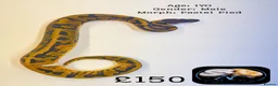 Python Snake reptiles for sale: Ball Pythons for Sale - Advert 2