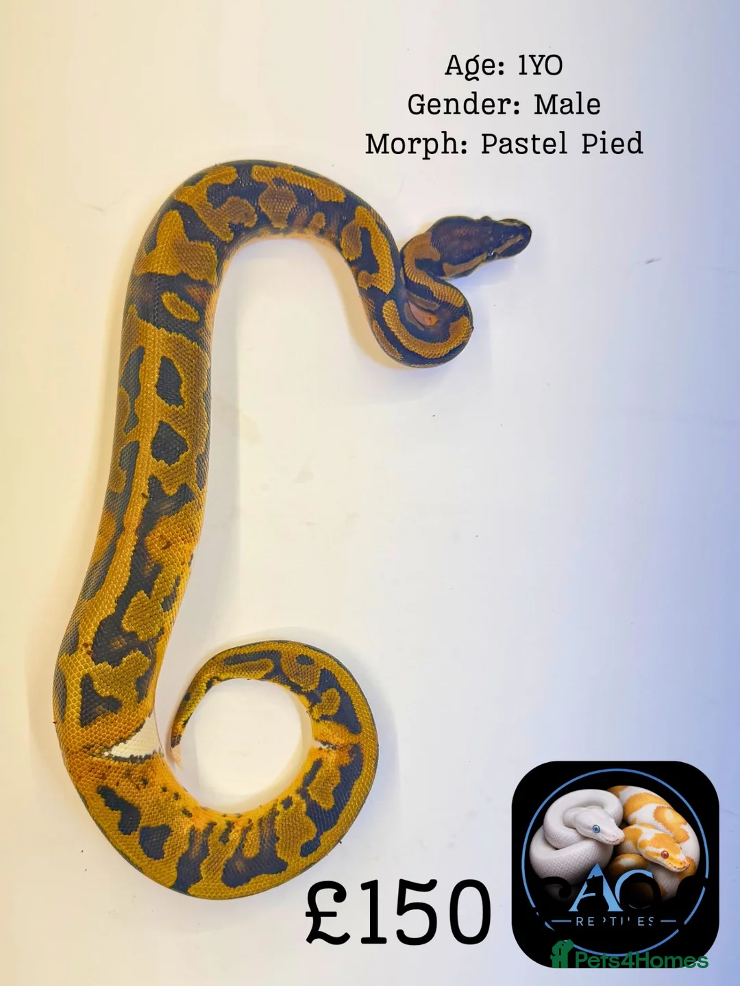 Python Snake reptiles for sale: Ball Pythons for Sale - Advert 2
