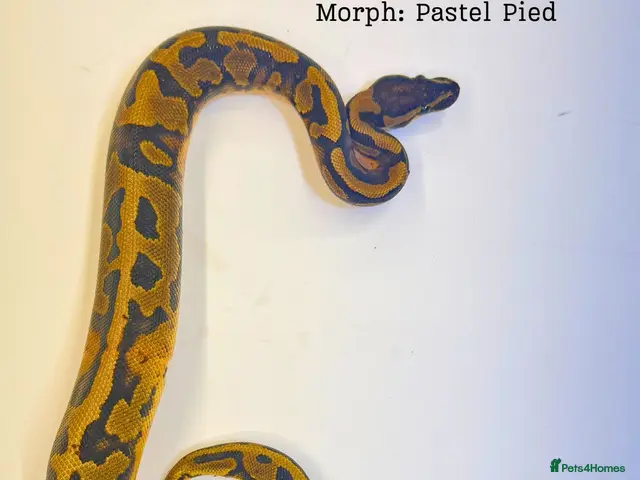 Python Snake reptiles for sale: Ball Pythons for Sale - Advert 2