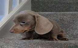 Miniature Dachshund dogs for sale: 🩷1 PETITE BABY LEFT💜READY TODAY HAD BOTH JABS 🩷 in Chorley - Image 3