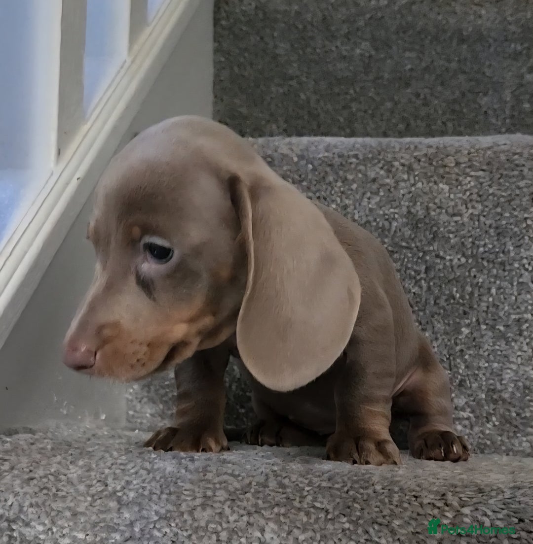 Miniature Dachshund dogs for sale: 🩷1 PETITE BABY LEFT💜READY TODAY HAD BOTH JABS 🩷 in Chorley - Image 3