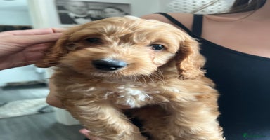 Cockapoo dogs - Advert 12