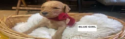 Goldendoodle dogs for sale: READY NOW Last Remaining F2b Goldendoodle puppies  - Advert 20