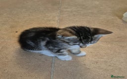Mixed Breed cats for sale: Adorable 7 Mixed Breed Kittens 🐾 - Image 32