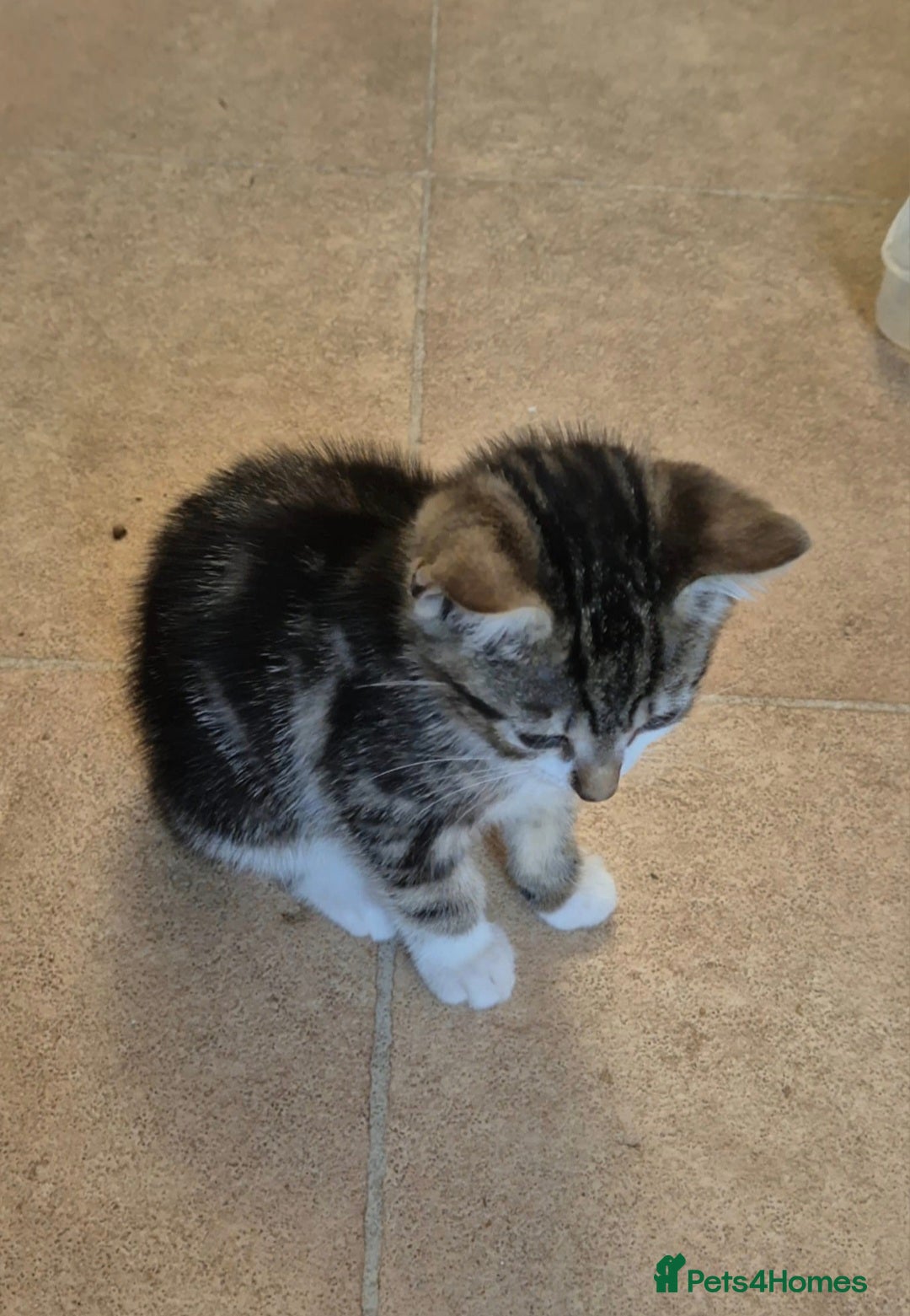 Mixed Breed cats for sale: Adorable 7 Mixed Breed Kittens 🐾 - Image 32