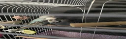 Budgerigars birds for sale: Two beautiful young budgies plus cage free  - Advert 8