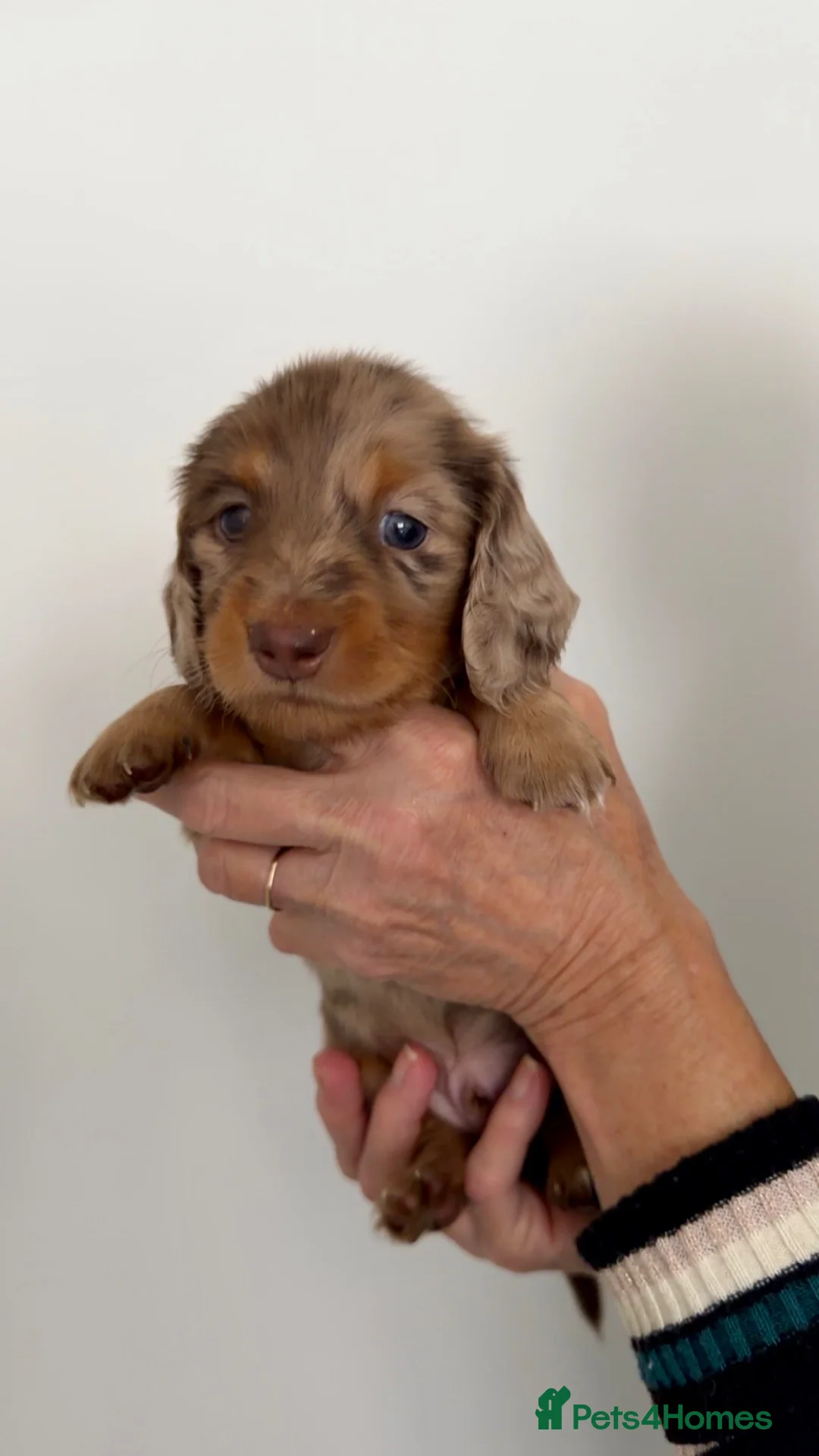 Miniature Dachshund dogs for sale: KC Reg Long Haired Dapple Mini Dachshunds - Advert 2