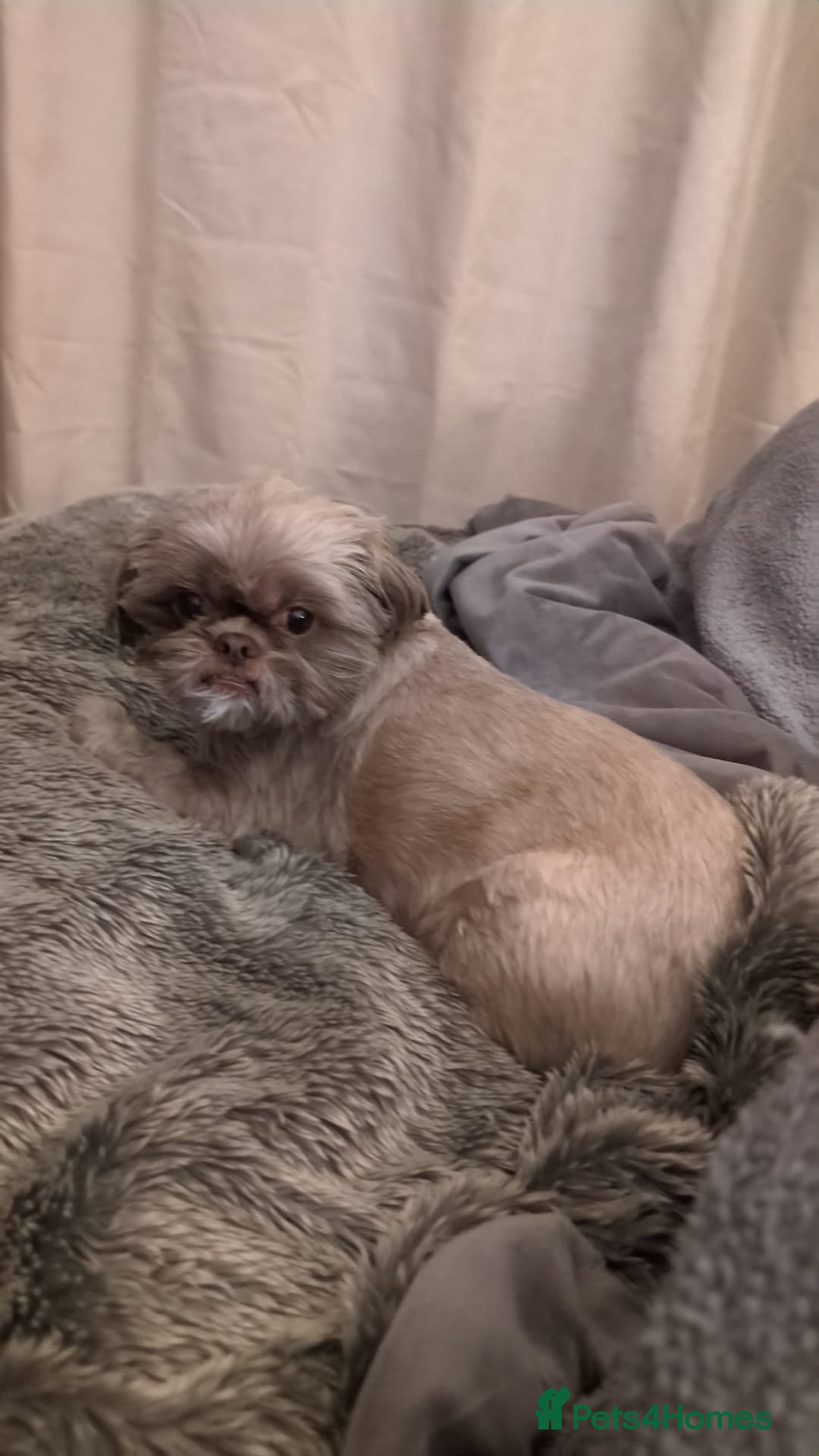 Shih Tzu dogs for sale: 2 Shih Tzu dogs  - Image 5