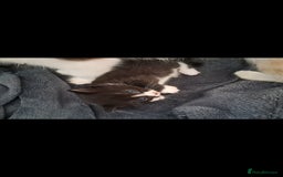 Mixed Breed cats for sale: Beautiful female kitten - Image 2