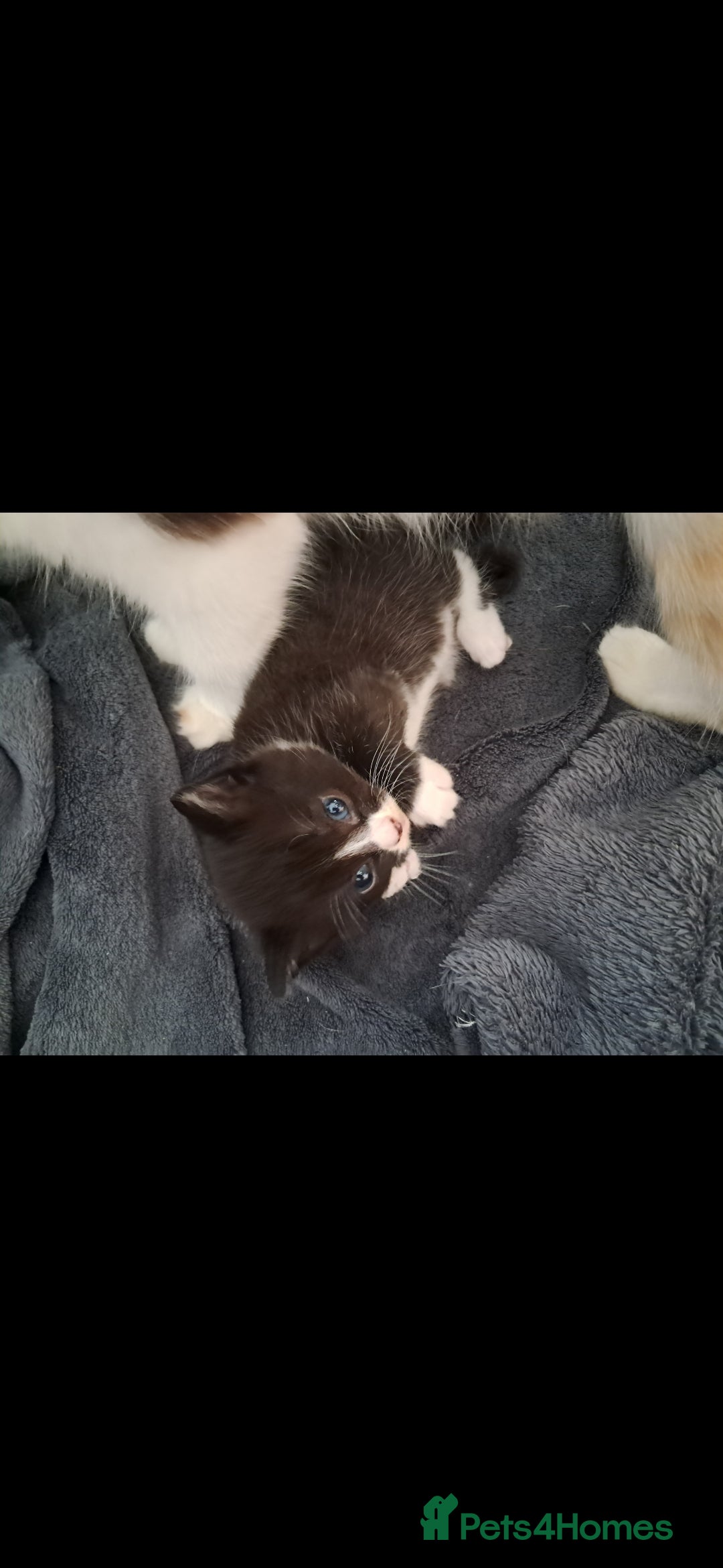 Mixed Breed cats for sale: Beautiful female kitten - Image 2