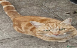 Domestic Shorthair cats for sale: Ronnie - Image 1