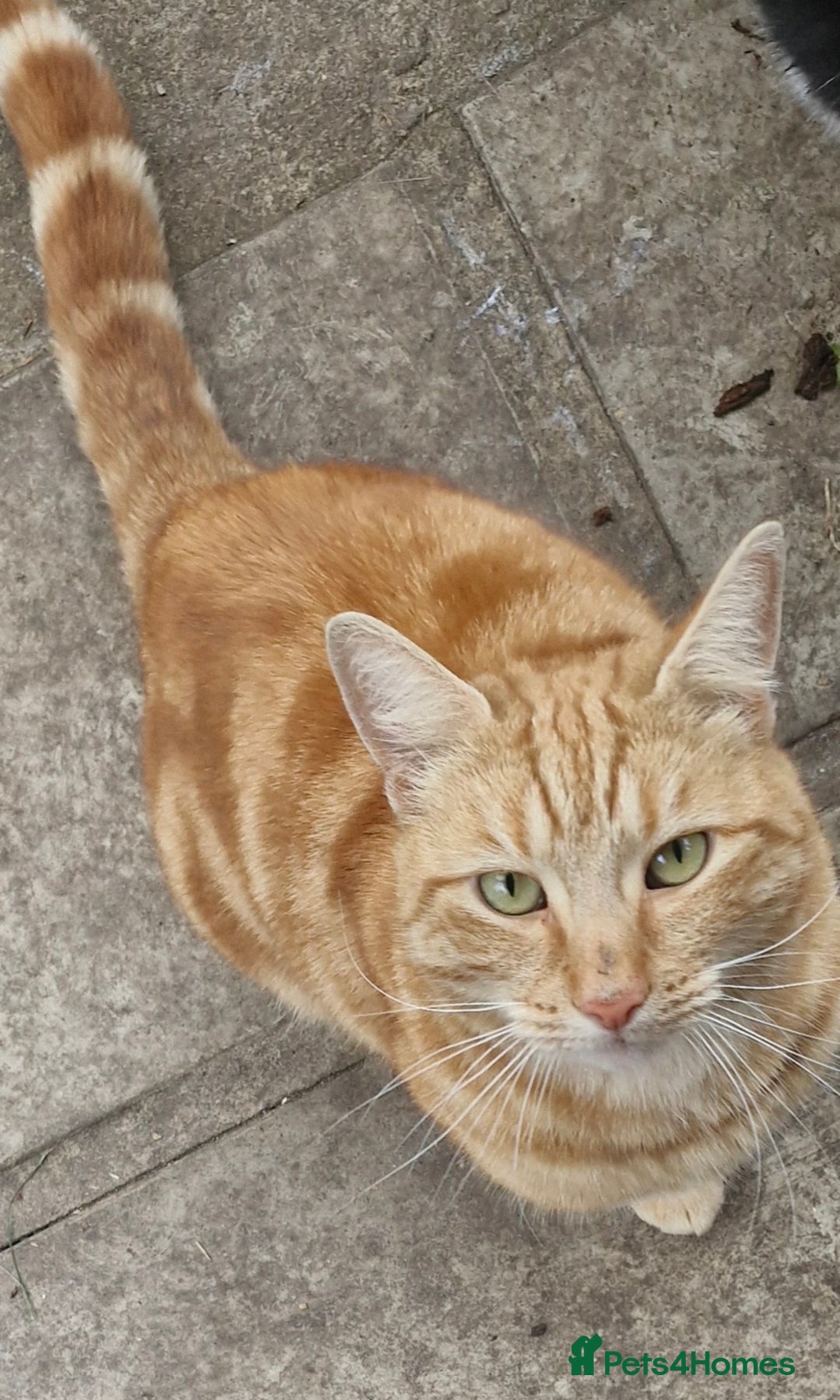 Domestic Shorthair cats for sale: Ronnie - Image 1