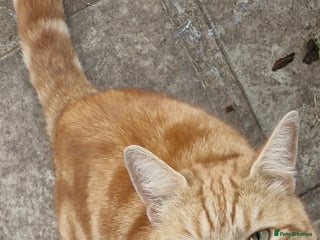 Domestic Shorthair cats for sale - Advert 1