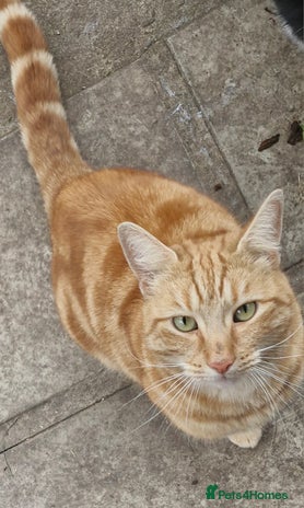 Domestic Shorthair cats - Advert 1