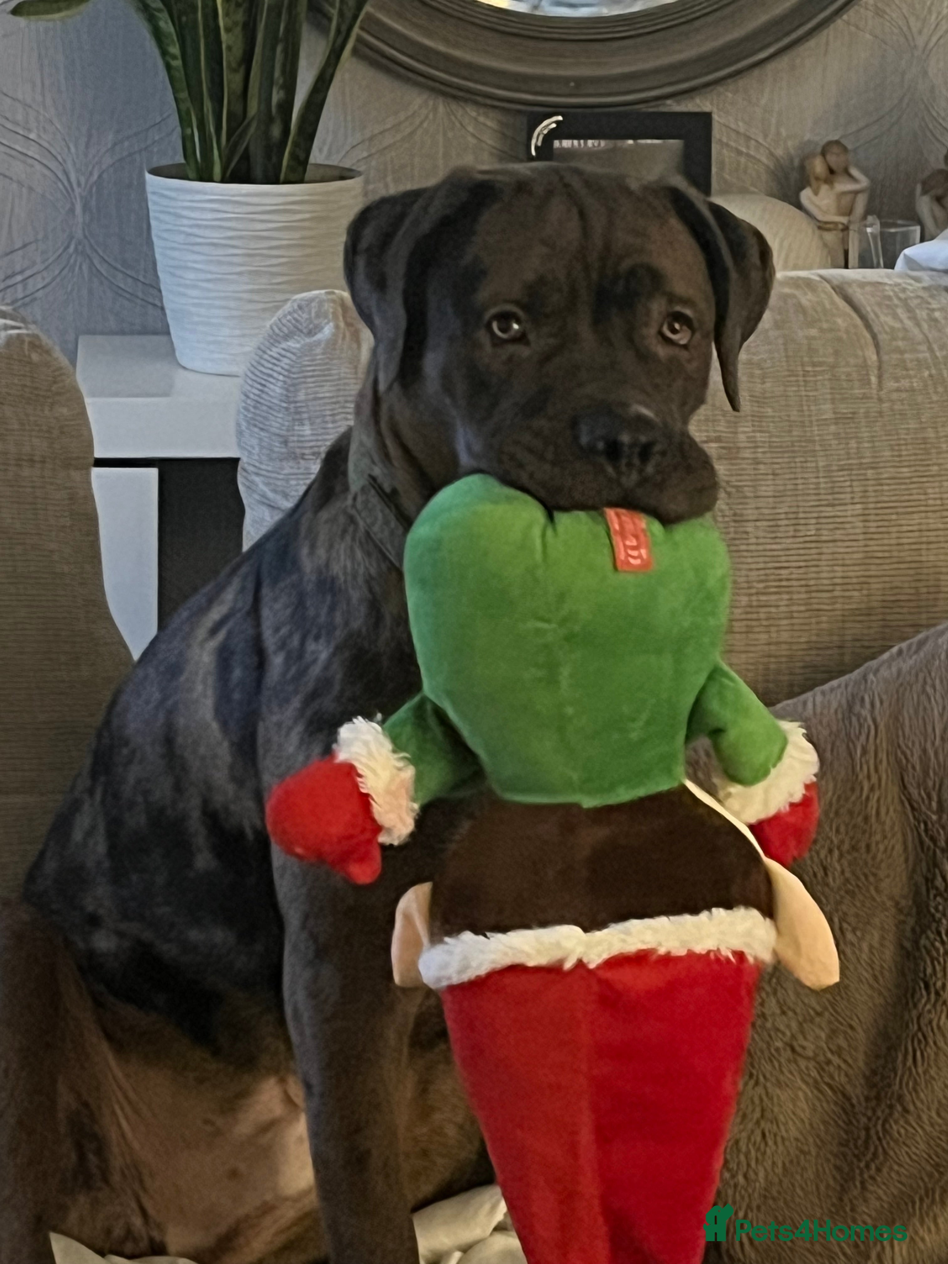 Mixed Breed dogs Cane Corso Merle male  - Advert 2