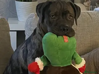 Mixed Breed dogs Cane Corso Merle male - Advert 2