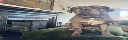 Mixed Breed dogs for stud: Big Beautiful Boy - Advert 2