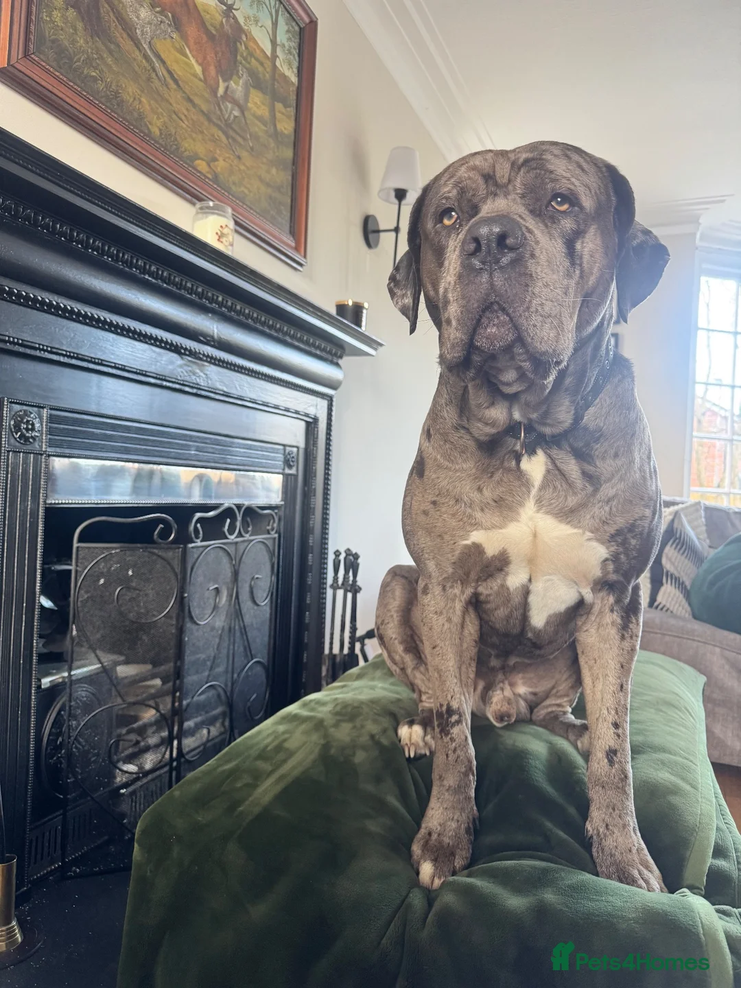 Mixed Breed dogs for stud: Big Beautiful Boy - Advert 2