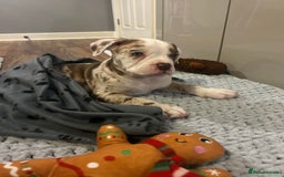 Olde English Bulldogge dogs for stud: OEB 🐶⭐️DEL~BOY ⭐️🐶 First time Stud  - Image 20