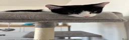 Mixed Breed cats for sale: Beautiful Male Kitten – Ready to Leave Now  - Advert 6