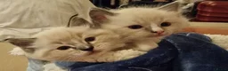 Ragdoll cats for sale: Adorable Ragdoll Kittens Looking For A New Home - Advert 2