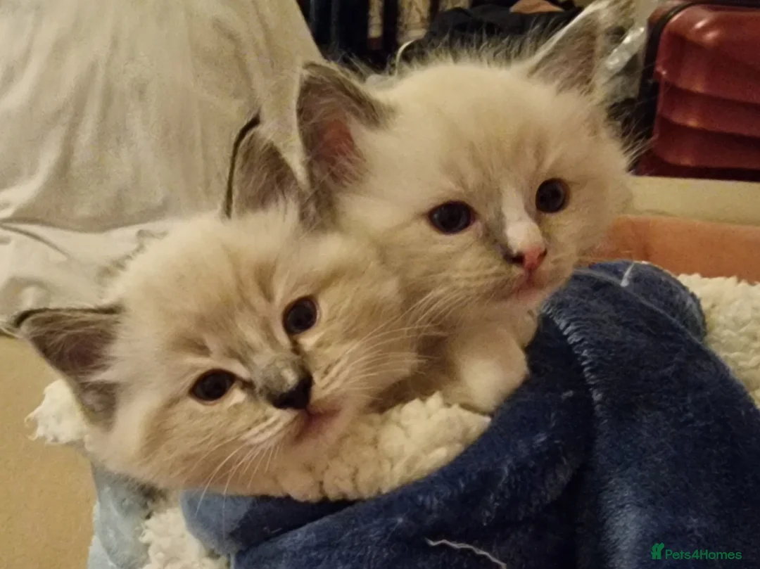 Ragdoll cats for sale: Adorable Ragdoll Kittens Looking For A New Home - Advert 2