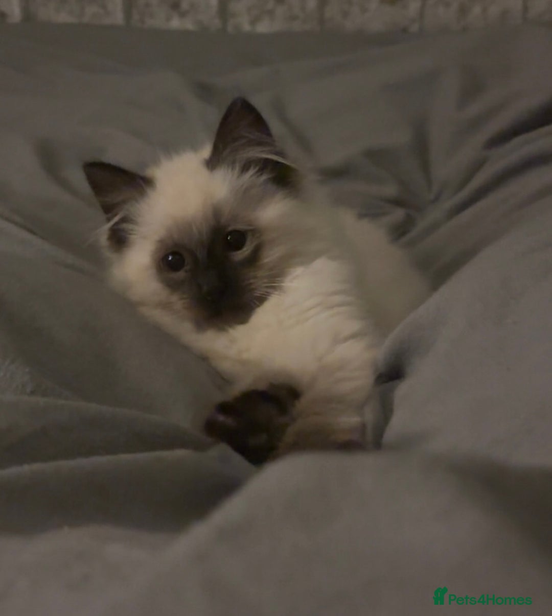 Ragdoll cats for sale: EXQUISITE RAGDOLL BABIES - Advert 4