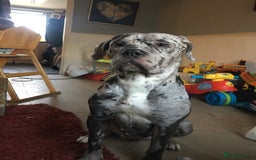 Cane Corso dogs for sale: Cane corso  - Image 1