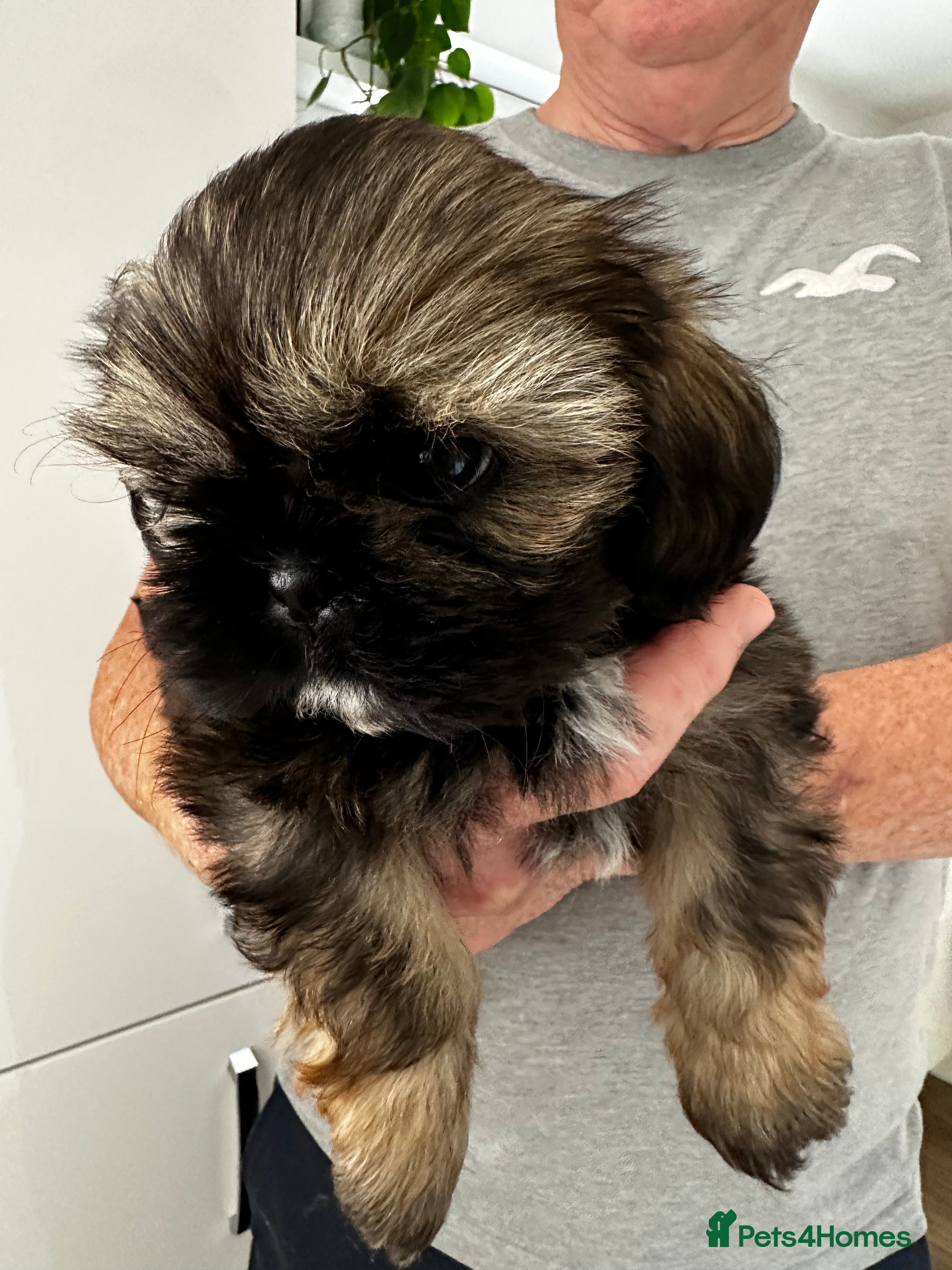 Shih Tzu dogs Stunning Shih Tzu  - Advert 2
