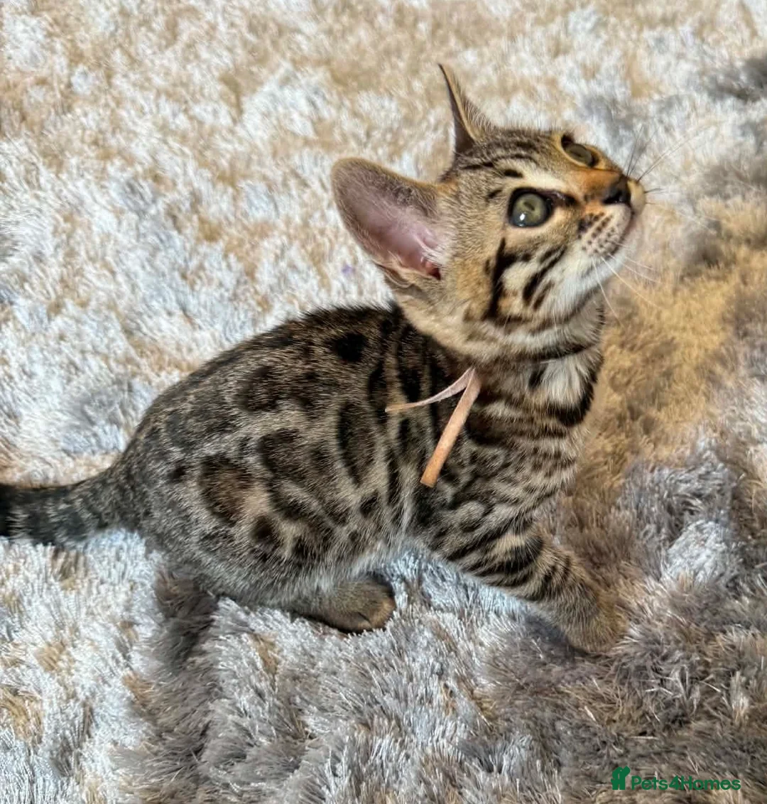 Bengal cats for sale: ✨ Beautiful Bengal Kittens-READY NOW!✨ - Advert 37