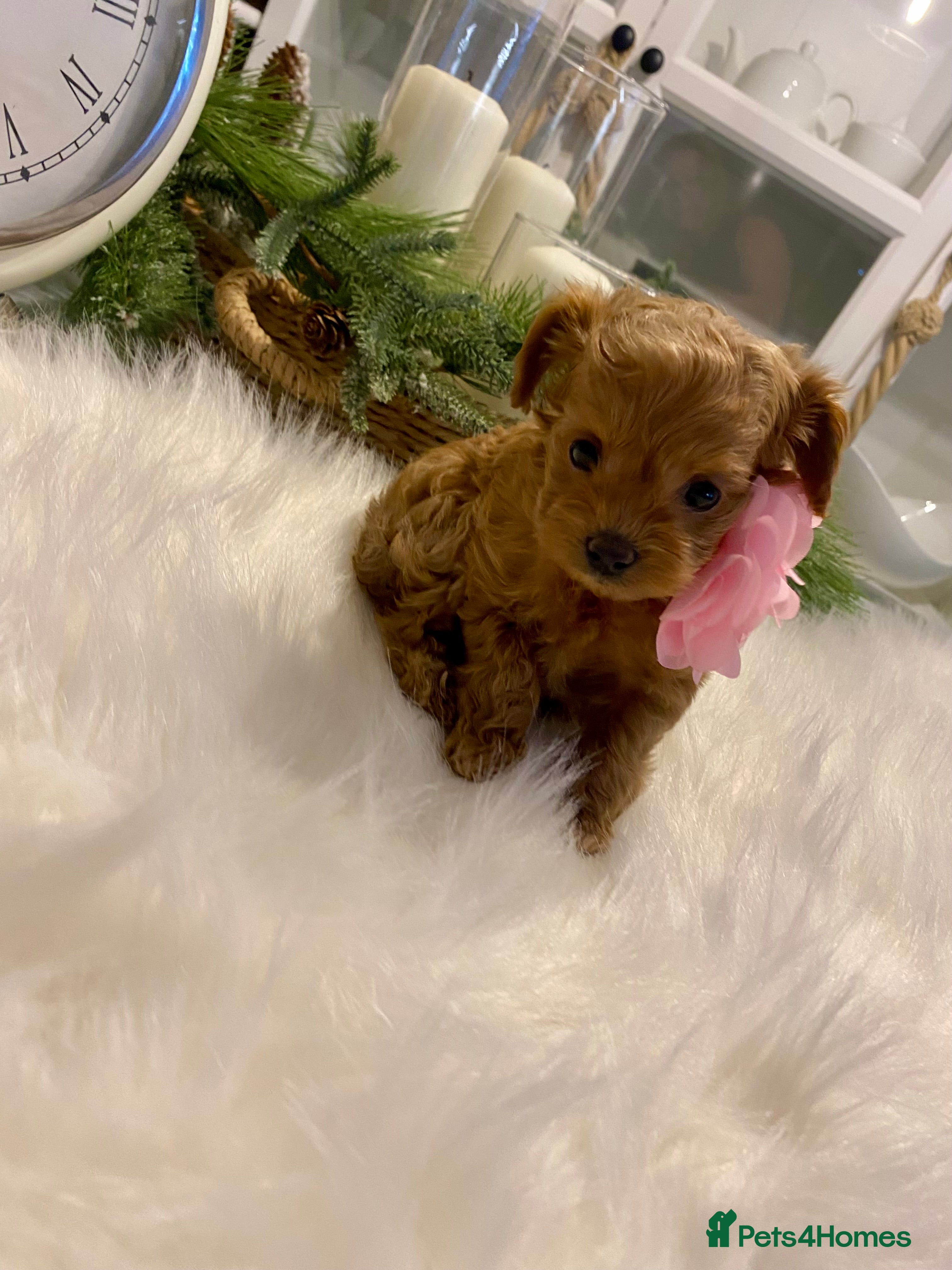 Maltipoo dogs ⭐ Mini Maltipoo F1b • Tiny Teddy  DNA Test - Advert 10
