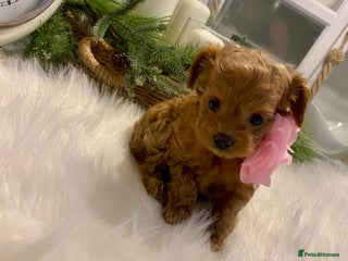 Maltipoo dogs ⭐ Mini Maltipoo F1b • Tiny Teddy DNA Test - Advert 6