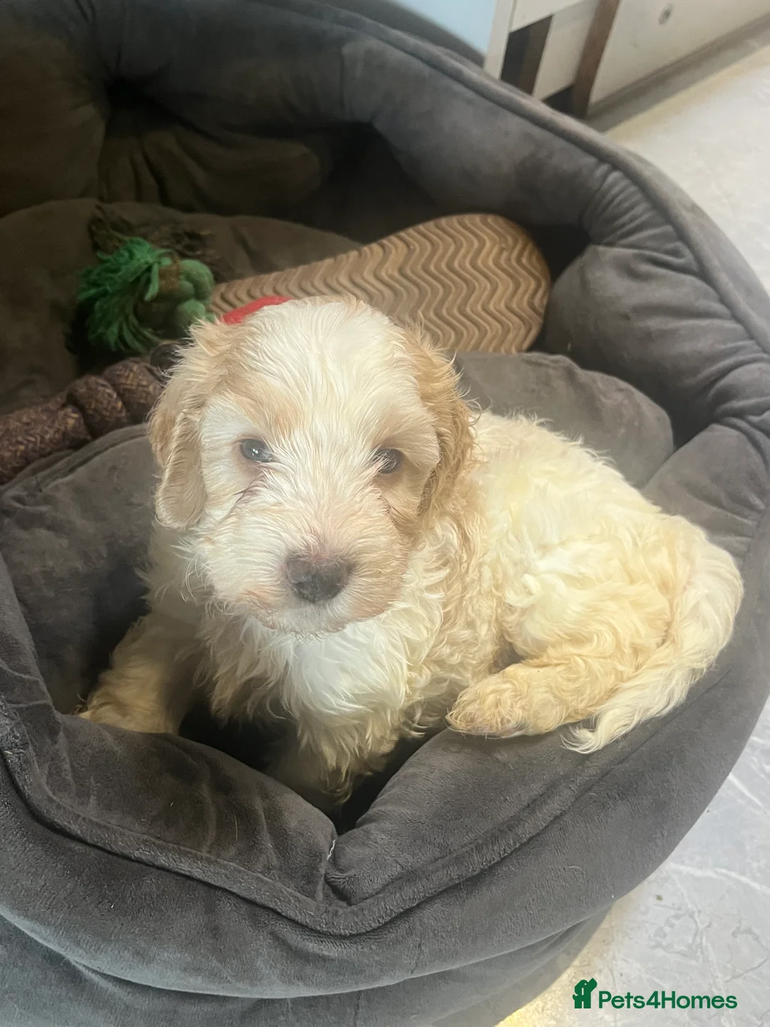 Cockapoo dogs for sale: 6 F1 cockapoo puppies  - Advert 6