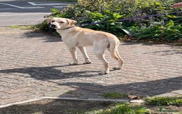 Labrador Retriever dogs for sale: Male labrador - Image 9