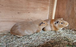 Guinea Pig rodents for sale: Female guinea pig sisters - Image 3