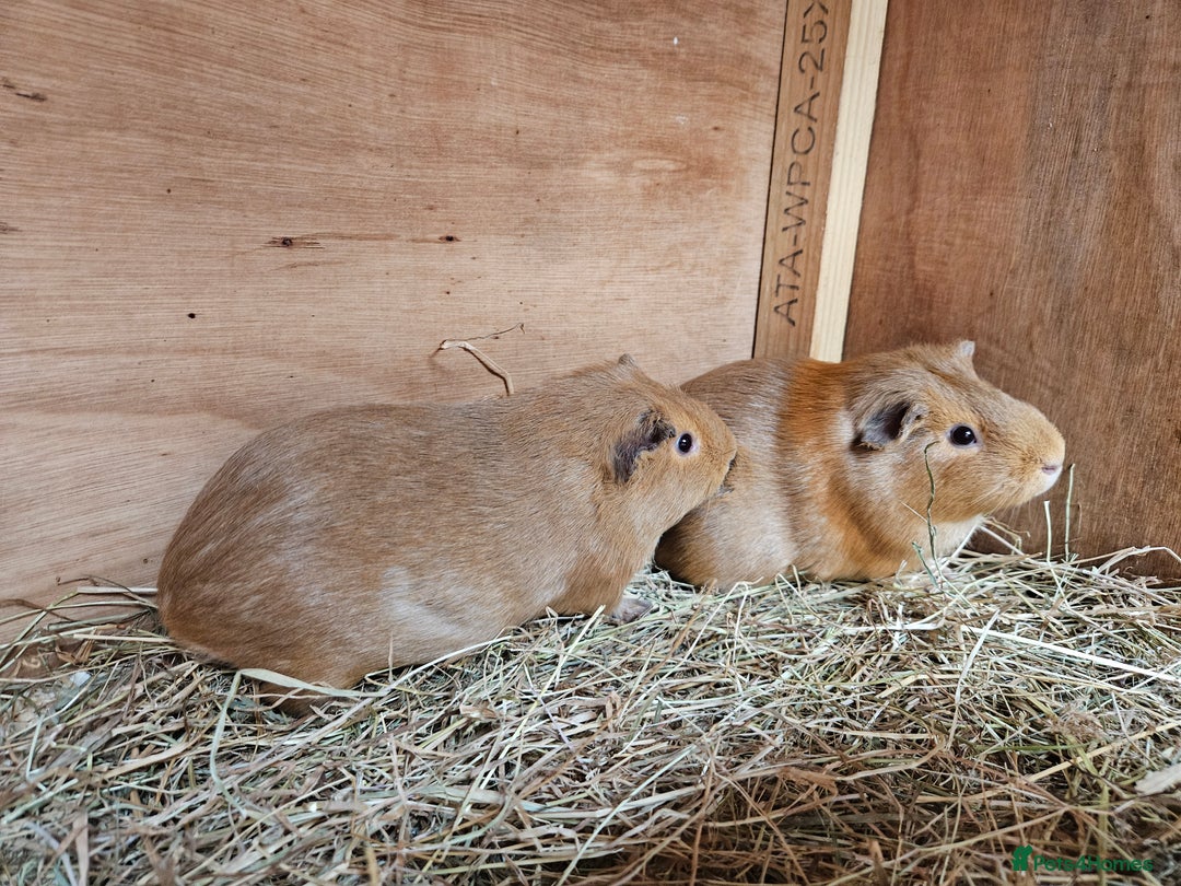 Guinea Pig rodents for sale: Female guinea pig sisters - Image 3