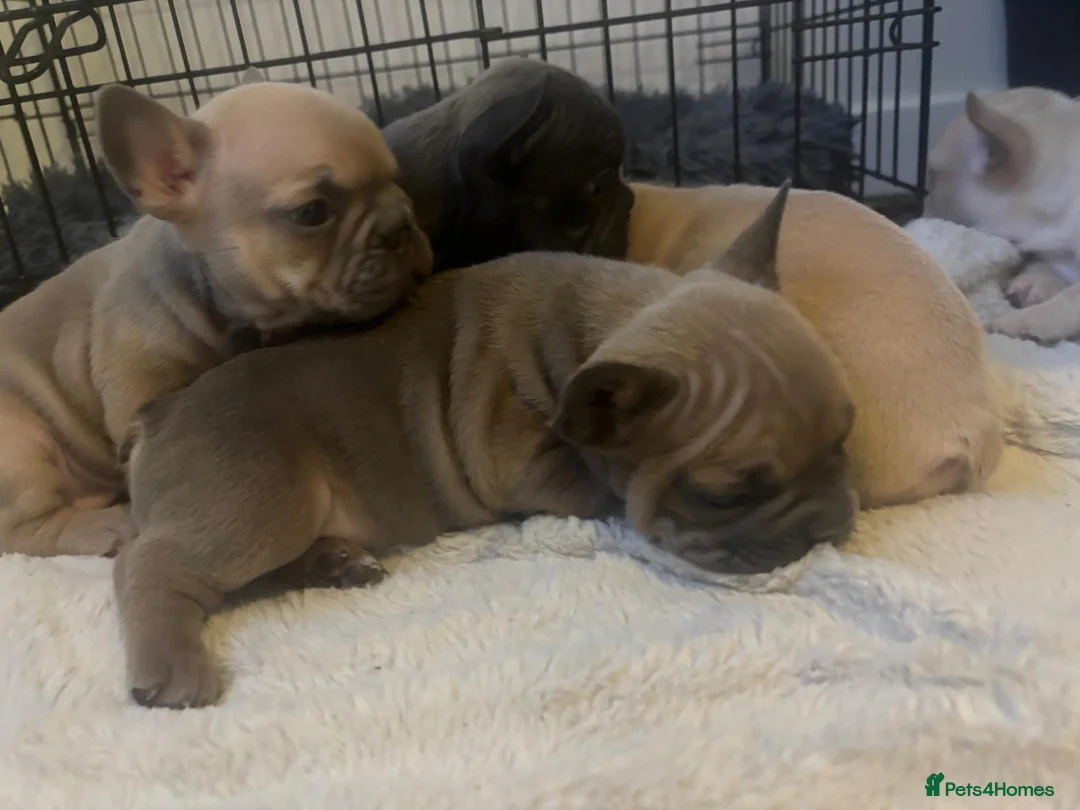 French Bulldog dogs for sale: French bulldog puppies  - Advert 5