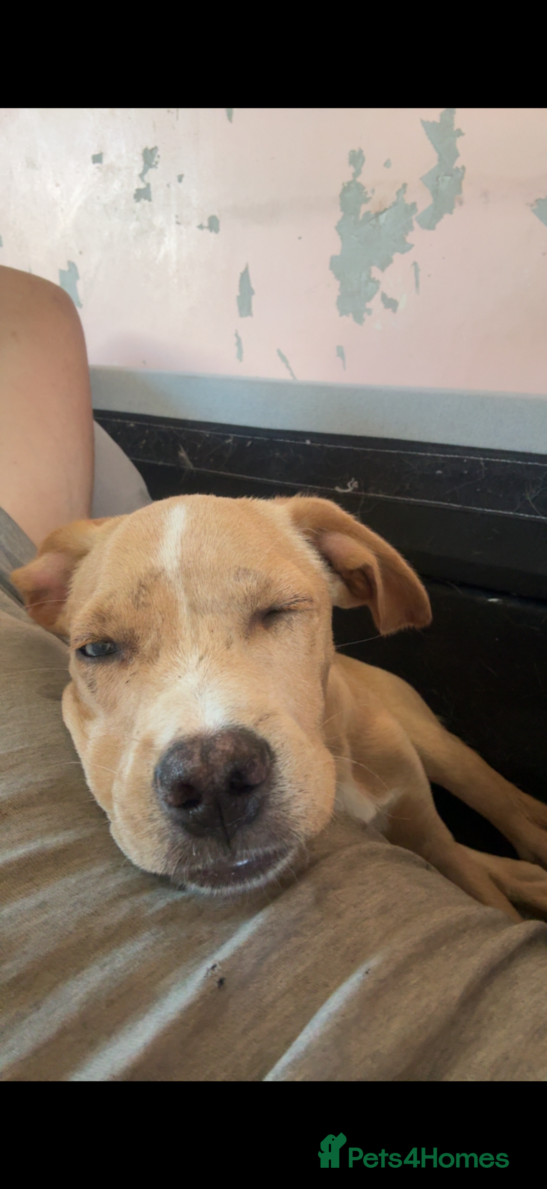 Mixed Breed dogs for sale: French Bulldog X Cockapoo rehoming  - Advert 4