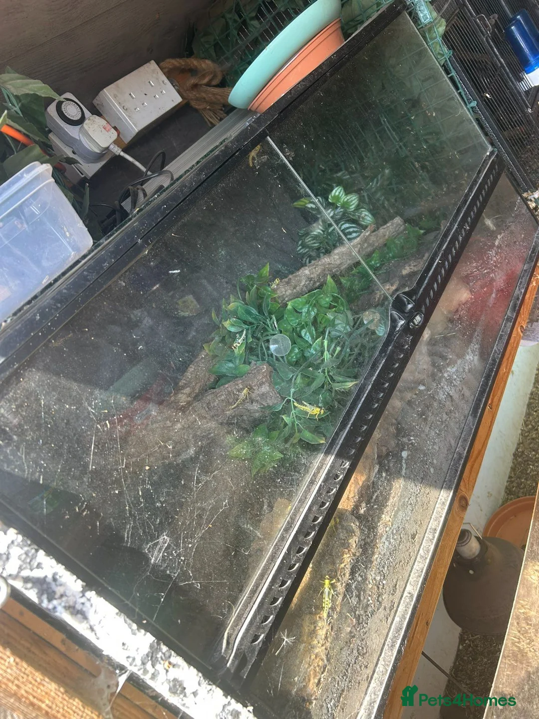 Leopard Gecko reptiles for sale: Leopard gecko lizards - Advert 4