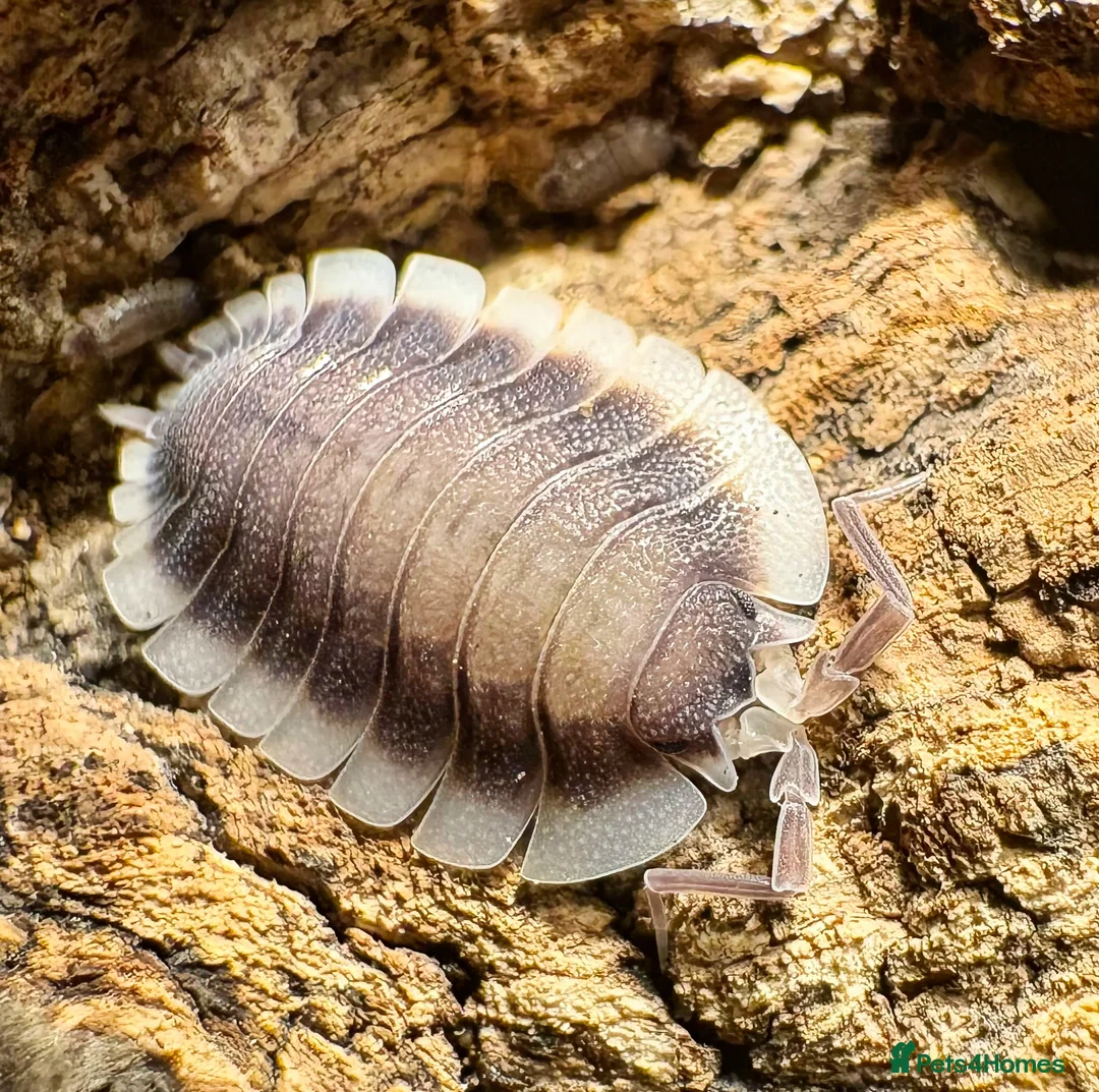 Isopods invertebrates for sale: Isopods for sale - Advert 2