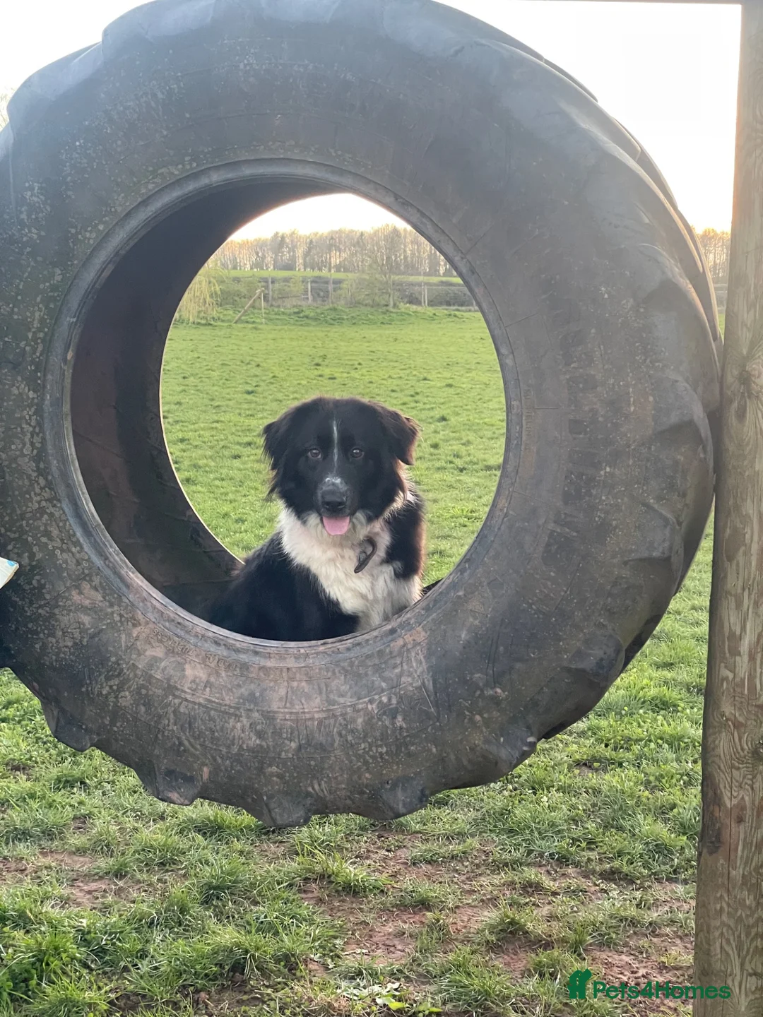 Mixed Breed dogs for sale: German shepherd mix puppies! - Advert 1