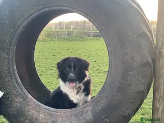 Mixed Breed dogs German shepherd mix puppies! - Advert 16