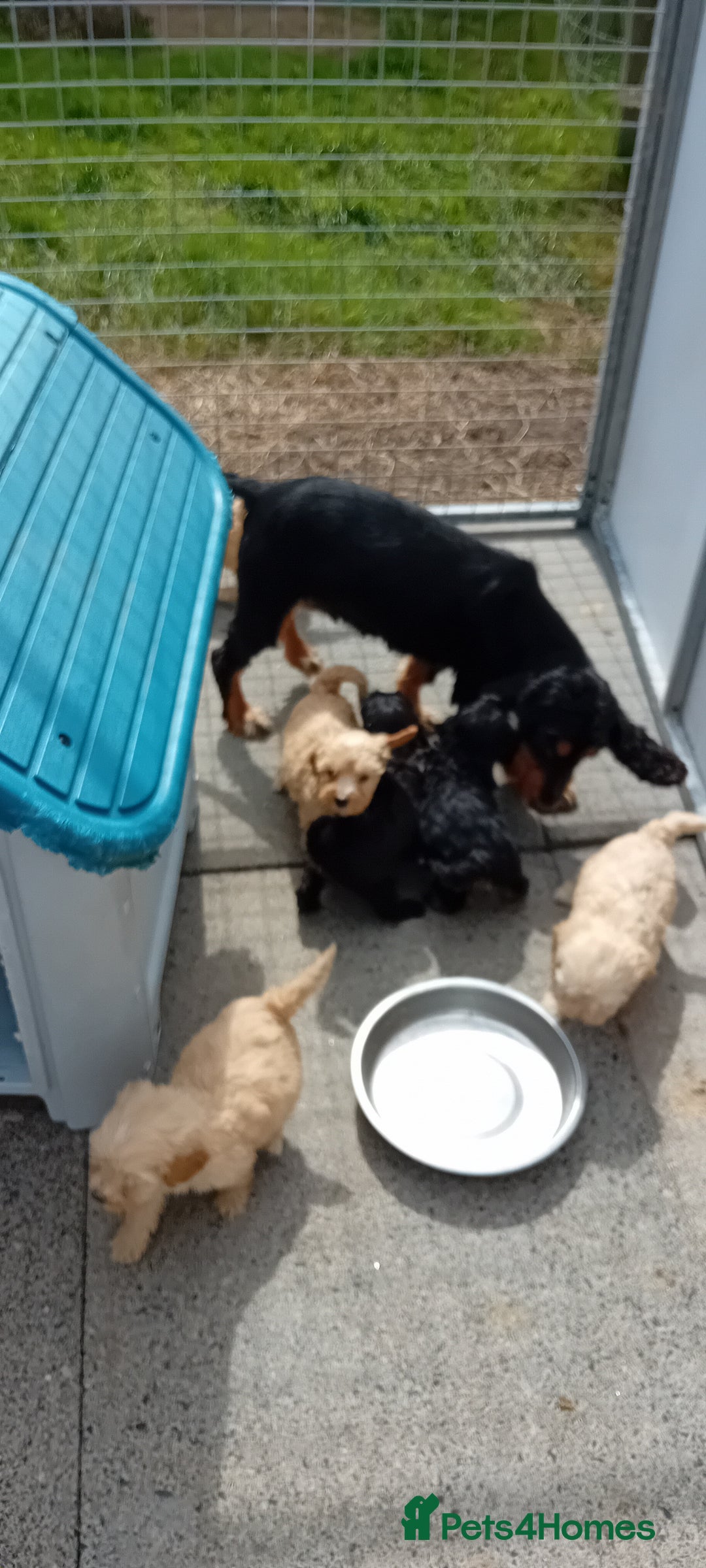 Cockapoo dogs for sale: Cockapoo pups  - Image 1