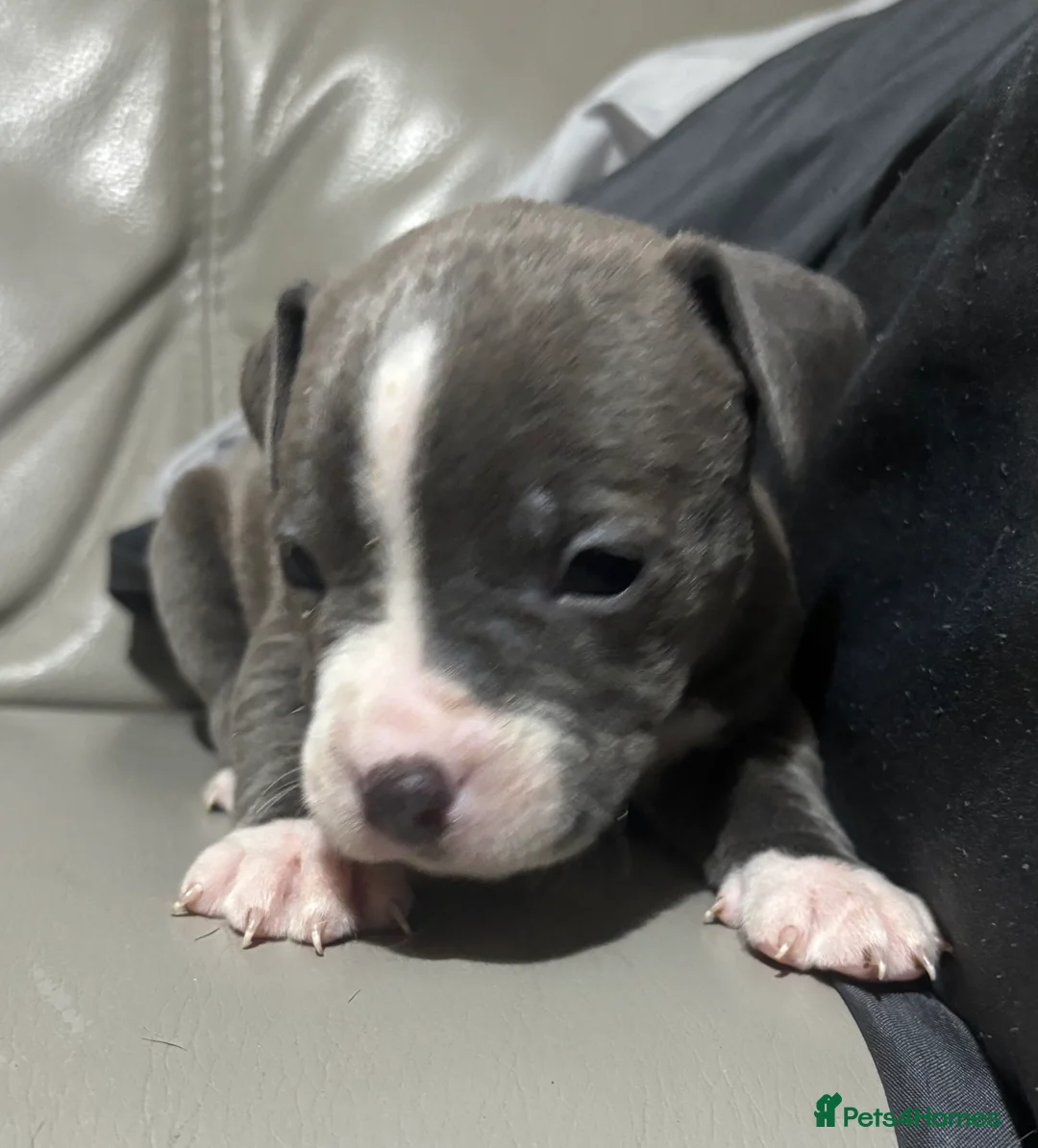 Mixed Breed dogs for sale: American bulldog cross American staff  - Advert 6