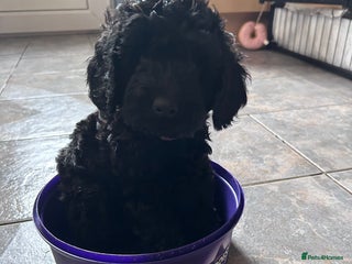 Cockapoo dogs F1b Cockapoo puppies only 3 left ready now - Advert 5