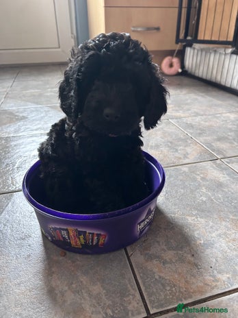 Cockapoo dogs F1b Cockapoo puppies only 3 left ready now - Advert 8